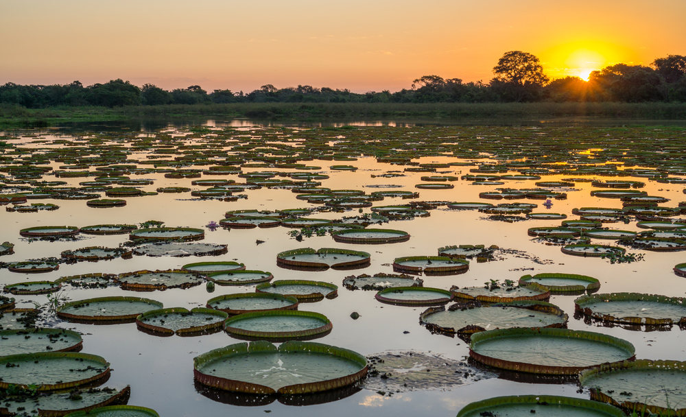 Pantanal brazil