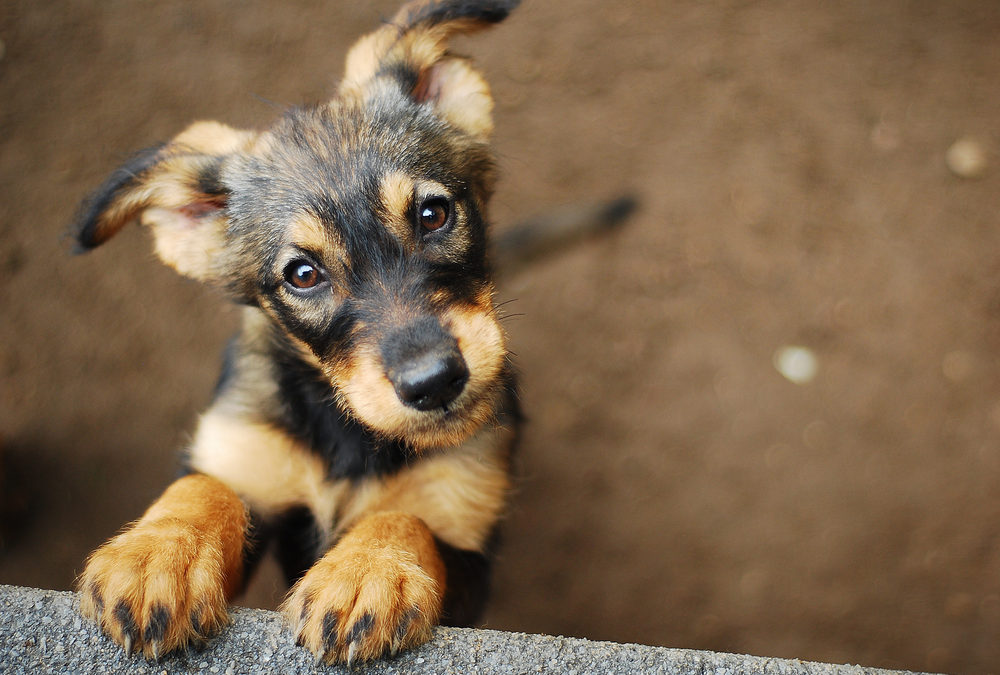 Animal de compagnie et divorce, que faire ?