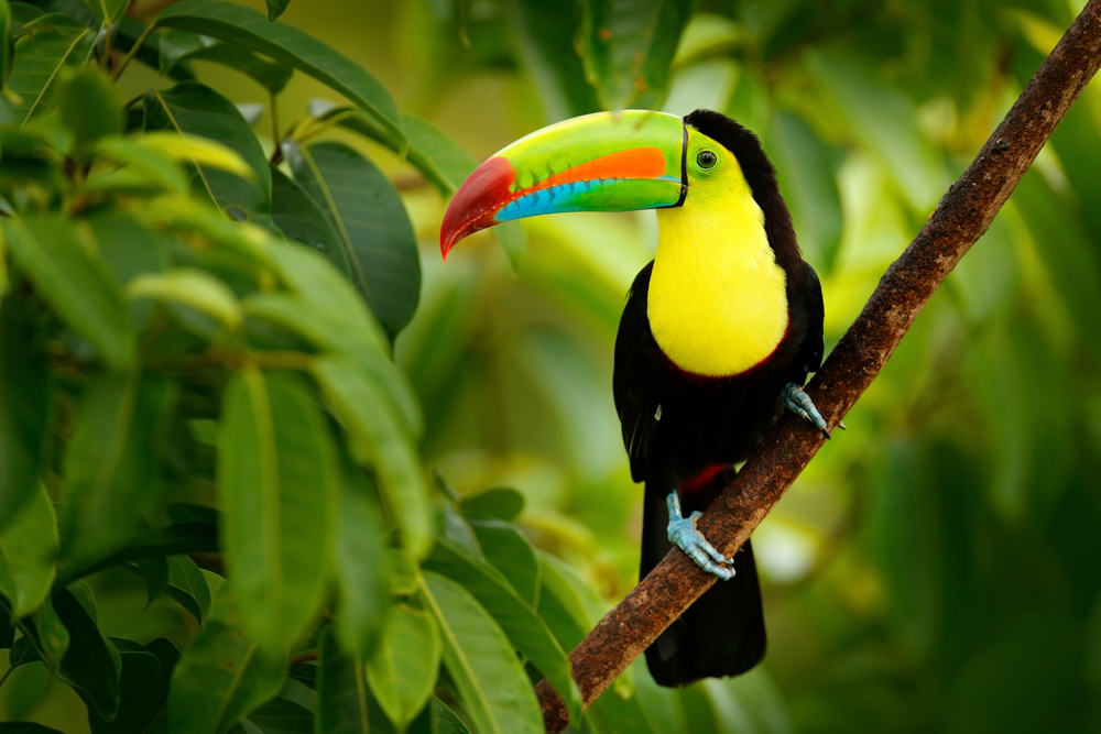 costa rica voyage