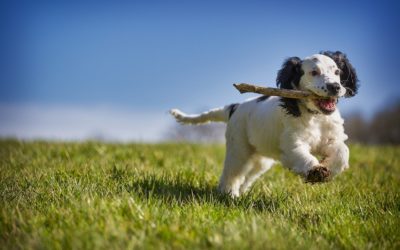 Les grandes étapes de l’éducation d’un chien