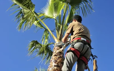 Les points à savoir pour réussir l’élagage d’un palmier