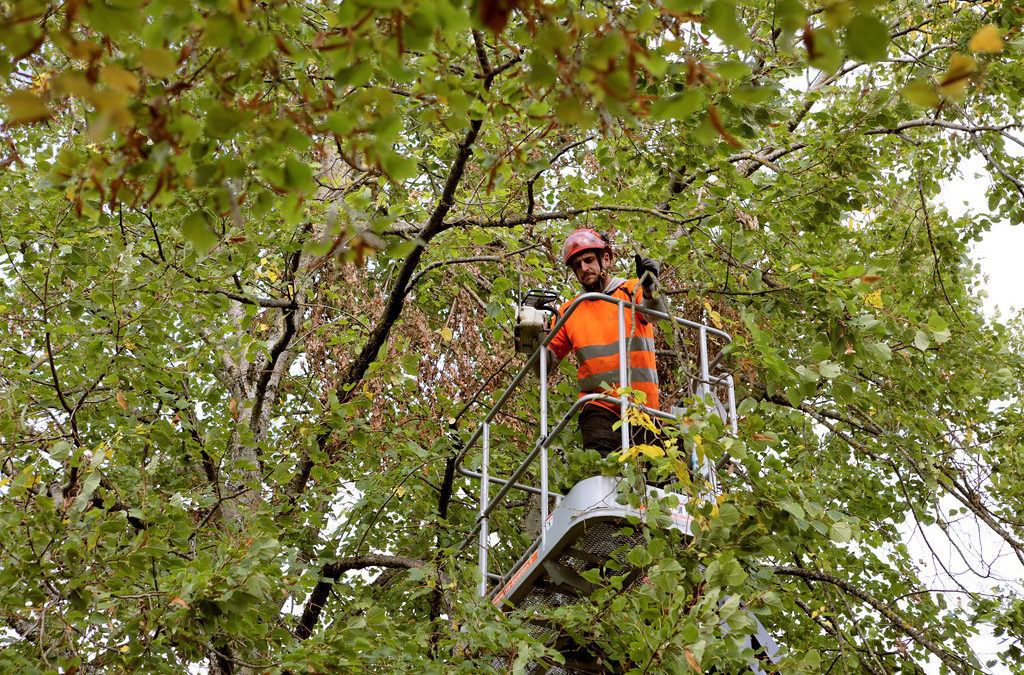 Confier l’élagage de vos arbres à un élagueur : les avantages