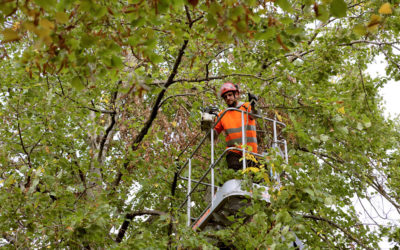 Confier l’élagage de vos arbres à un élagueur : les avantages