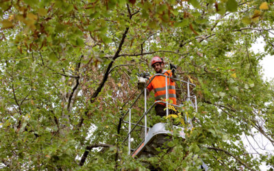 Confier l’élagage de vos arbres à un élagueur : les avantages