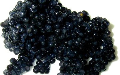 Caviar : 3 informations clés à savoir