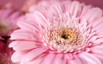 Gerbera : 3 informations clés à savoir sur cette fleur vivace