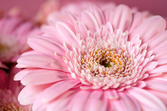 Gerbera : 3 informations clés à savoir sur cette fleur vivace