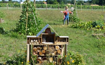 Quelques points clés pour faire un potager en permaculture