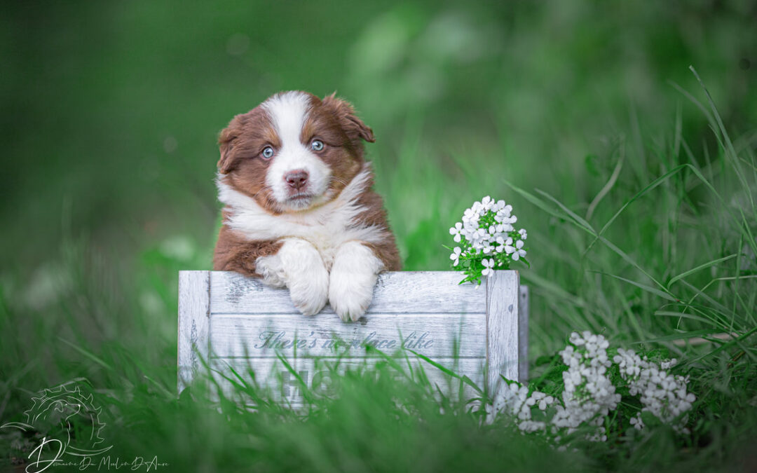 Quelle alimentation pour un berger américain miniature en pleine santé ?