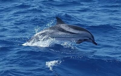 Comment réussir votre excursion dauphin Martinique et observer les cétacés de façon responsable ?