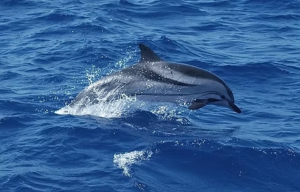 excursion dauphin Martinique excursion dauphin Martinique