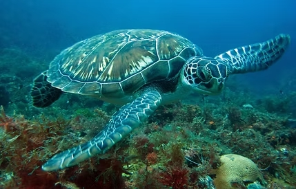 Comment vivre des moments inoubliables grâce aux meilleures excursions à la Martinique ?
