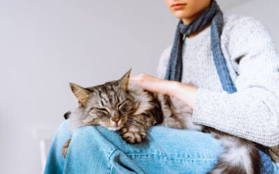 Catsitter : une solution idéale pour garder votre chat à domicile