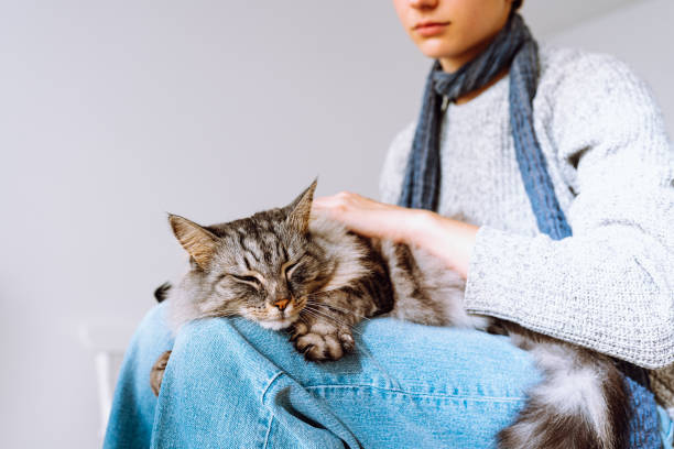 Catsitter : une solution idéale pour garder votre chat à domicile