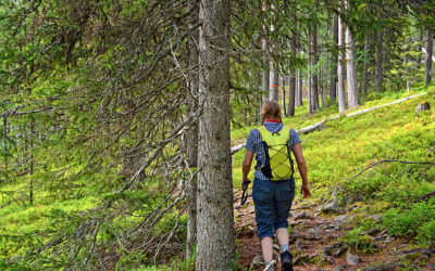 Randonnée en forêt : conseils pour une sortie réussie